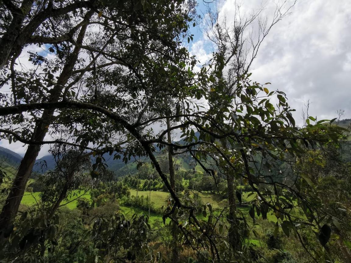 Cabanas Valle Del Cocora La Truchera ซาเลนโต ภายนอก รูปภาพ