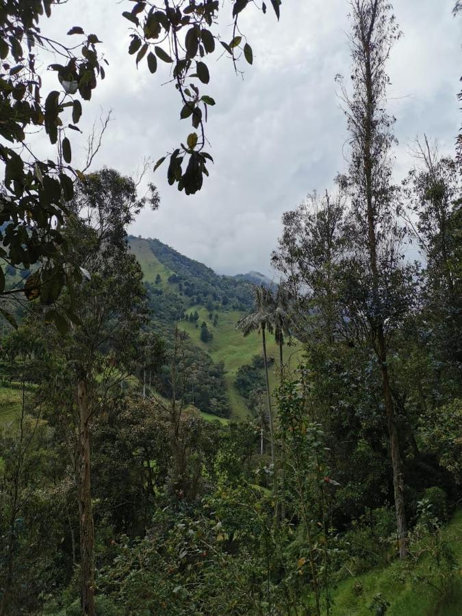 Cabanas Valle Del Cocora La Truchera ซาเลนโต ภายนอก รูปภาพ