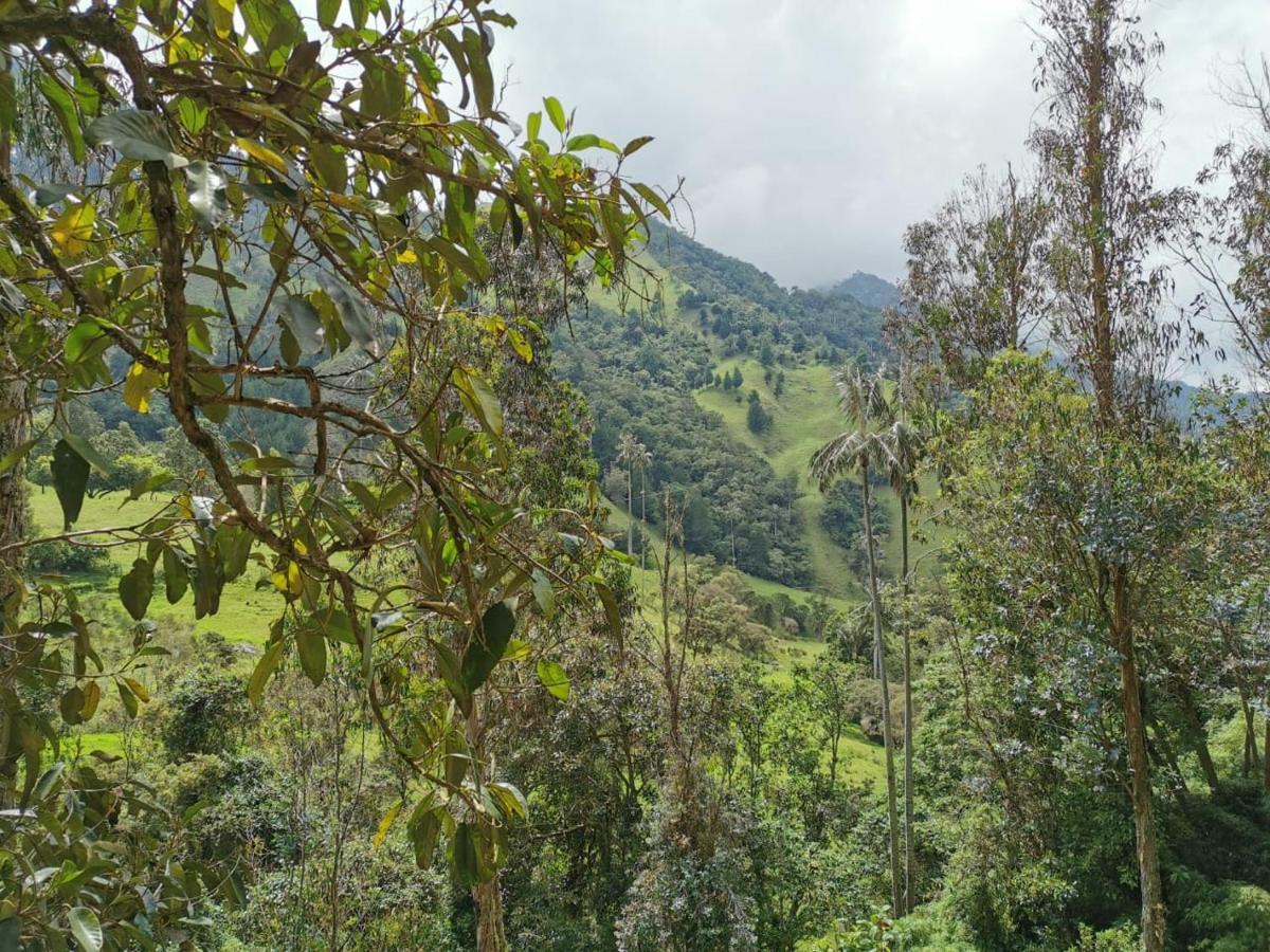 Cabanas Valle Del Cocora La Truchera ซาเลนโต ภายนอก รูปภาพ